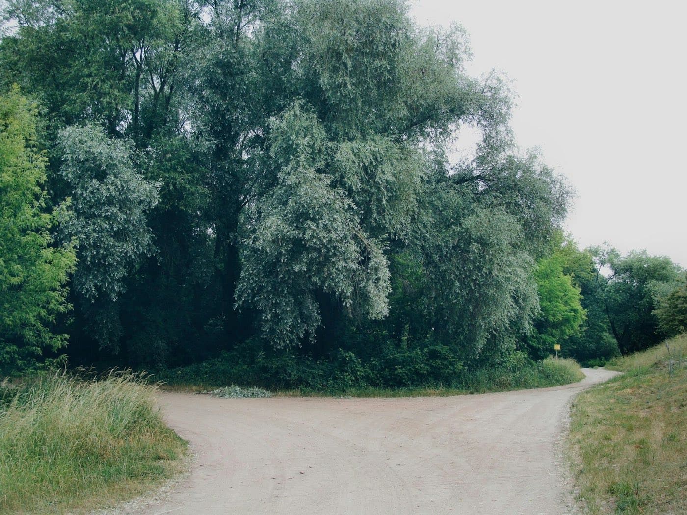 Dirt road splitting into two paths at a wooded fork